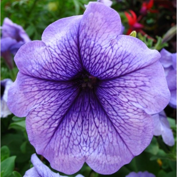 Petunia Purple